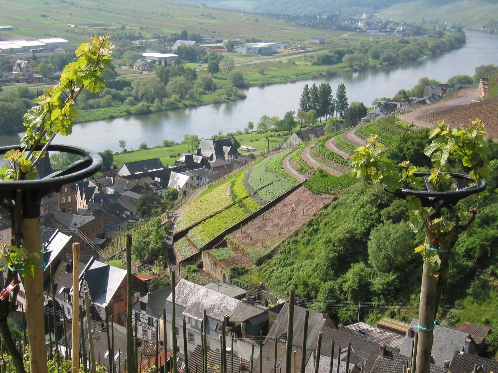 Hotel Zur Traube อือร์ซิก ภายนอก รูปภาพ